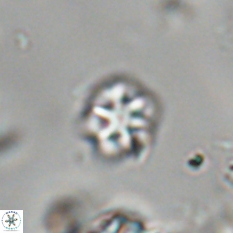 Olladiscoaster cruzii 28613