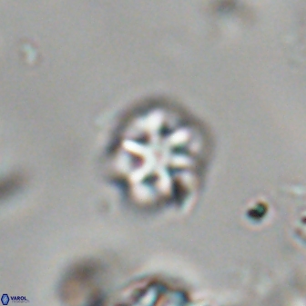 Olladiscoaster cruzii 28612