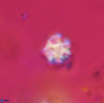 Olladiscoaster cruzii 28614