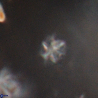Olladiscoaster cruzii 28615
