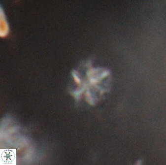 Olladiscoaster cruzii 28615