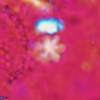 Olladiscoaster cruzii 30881