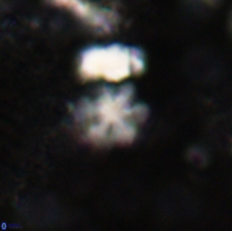 Olladiscoaster cruzii 30882