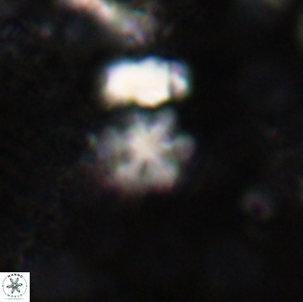 Olladiscoaster cruzii 30882