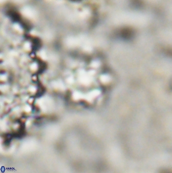 Olladiscoaster cruzii 30884