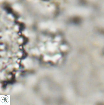 Olladiscoaster cruzii 30884
