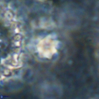 Olladiscoaster cruzii 30887