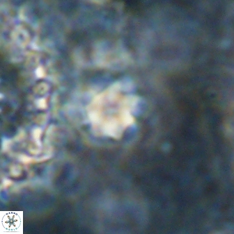 Olladiscoaster cruzii 30887