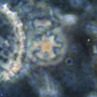 Olladiscoaster cruzii 30891