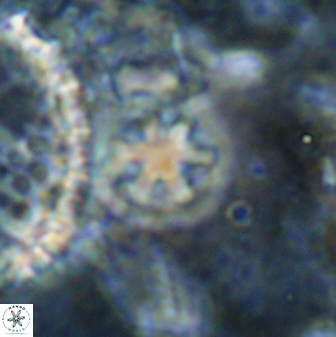 Olladiscoaster cruzii 30891