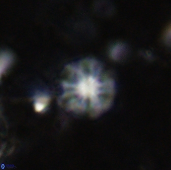 Olladiscoaster cruzii 31175