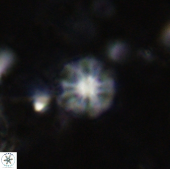 Olladiscoaster cruzii 31175