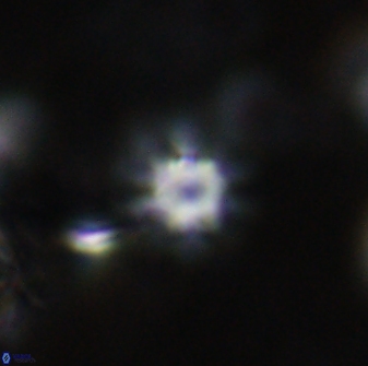 Olladiscoaster cruzii 31177