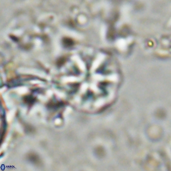 Olladiscoaster cruzii 31182