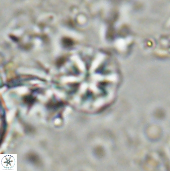 Olladiscoaster cruzii 31182