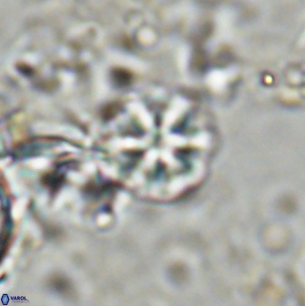 Olladiscoaster cruzii 31184