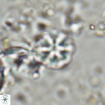 Olladiscoaster cruzii 31184