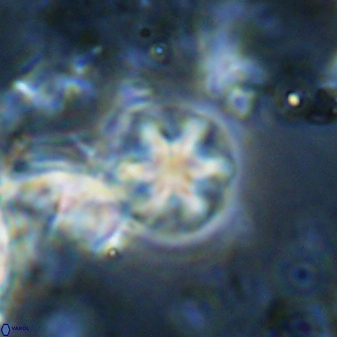 Olladiscoaster cruzii 31186