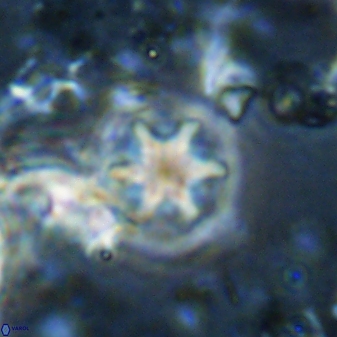 Olladiscoaster cruzii 31187