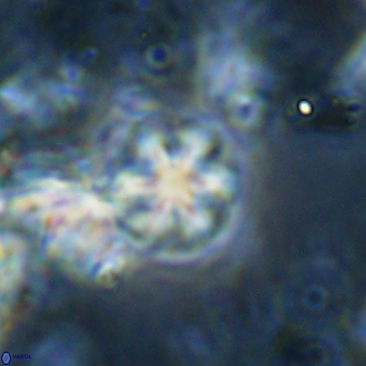 Olladiscoaster cruzii 31188