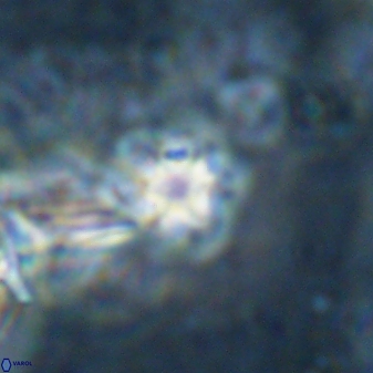 Olladiscoaster cruzii 31189
