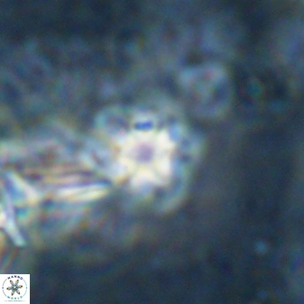 Olladiscoaster cruzii 31189