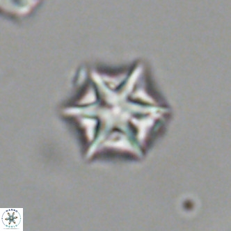 Olladiscoaster exagonikoasteri VR 18878