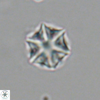 Olladiscoaster exagonikoasteri VR 18873