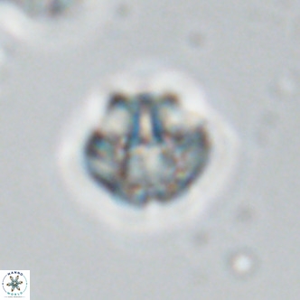 Olladiscoaster exagonikoasteri VR 18894