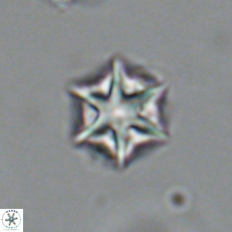 Olladiscoaster exagonikoasteri VR 18895