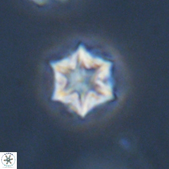 Olladiscoaster exagonikoasteri VR 18897