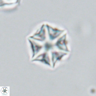 Olladiscoaster exagonikoasteri VR 18893