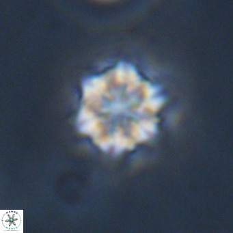 Olladiscoaster exagonikoasteri VR 18904