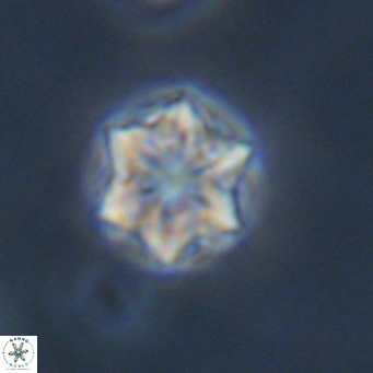 Olladiscoaster exagonikoasteri VR 18901