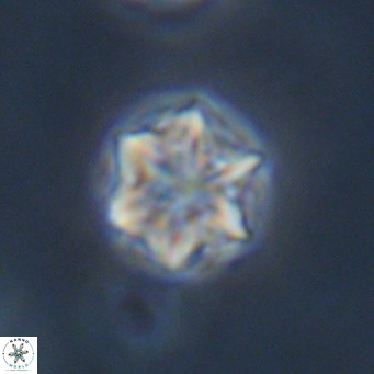 Olladiscoaster exagonikoasteri VR 18902
