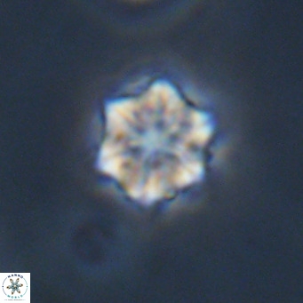 Olladiscoaster exagonikoasteri VR 18903