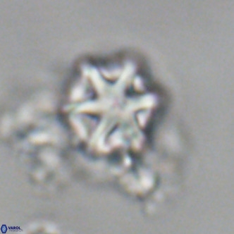Olladiscoaster exagonikoasteri VR 18948
