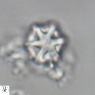 Olladiscoaster exagonikoasteri VR 18948