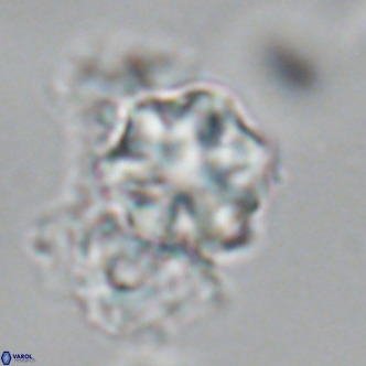 Olladiscoaster exagonikoasteri VR 18954