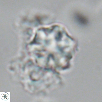 Olladiscoaster exagonikoasteri VR 18954