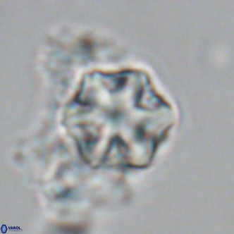 Olladiscoaster exagonikoasteri VR 18955