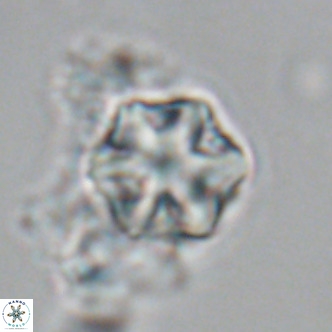 Olladiscoaster exagonikoasteri VR 18955