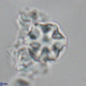 Olladiscoaster exagonikoasteri VR 18956