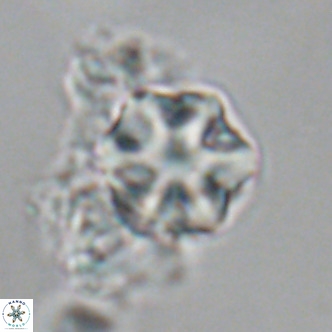 Olladiscoaster exagonikoasteri VR 18956
