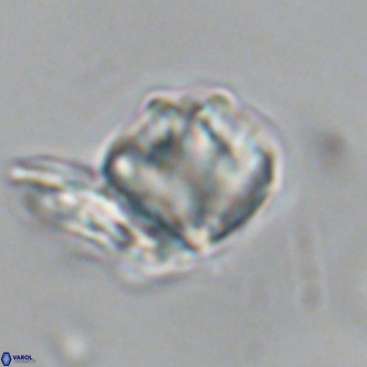 Olladiscoaster exagonikoasteri VR 18951