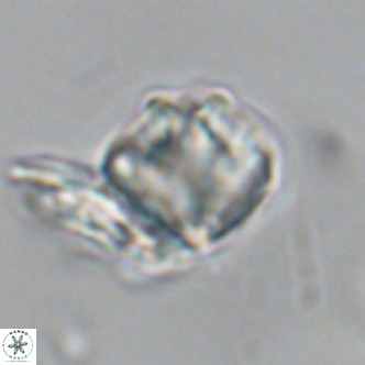 Olladiscoaster exagonikoasteri VR 18951