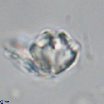 Olladiscoaster exagonikoasteri VR 18952