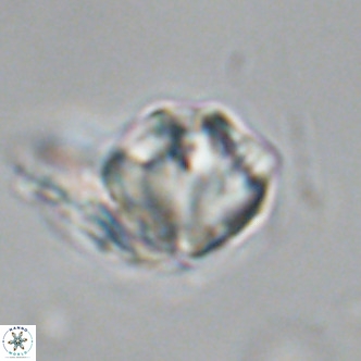 Olladiscoaster exagonikoasteri VR 18952