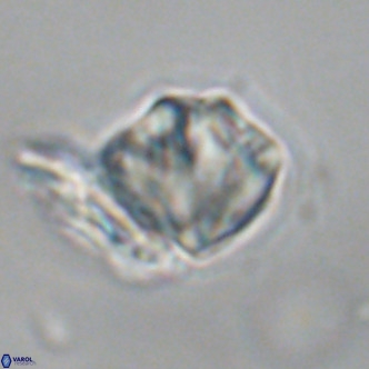 Olladiscoaster exagonikoasteri VR 18953