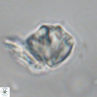 Olladiscoaster exagonikoasteri VR 18953